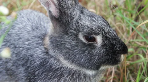 Rabbit Close-up Stock Footage 53760900