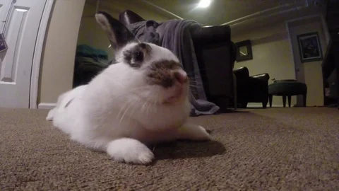 Rabbit Close Up Stock Footage 81288090