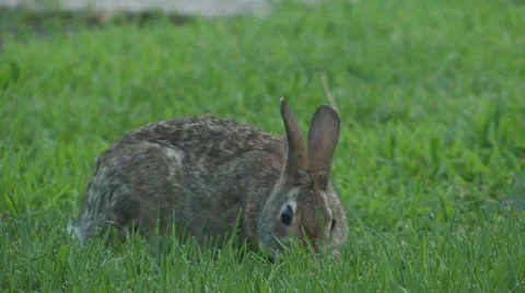 Rabbit closeup eating Stock Footage 786056