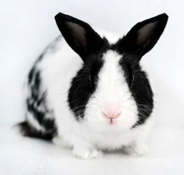 Rabbit closeup 스톡 사진