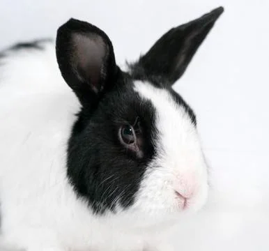 Rabbit closeup Foto stock