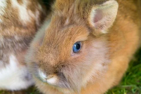 Rabbit closeup Foto stock
