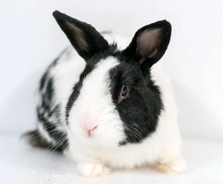 Rabbit closeup on white background Foto stock
