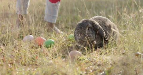 Rabbit with colour eggs in the meadow Stock Footage 230075458