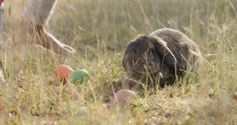 Rabbit with colour eggs in the meadow Stock Footage 230076902
