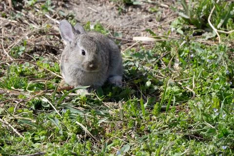 Rabbit with Copy Space Stock Photos