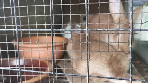 Rabbit Couple In Cage Stock Footage 203886062