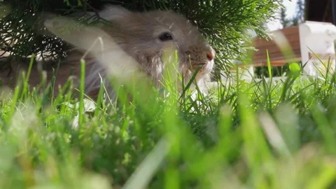 Rabbit crawling on the grass Stock Footage 159897420