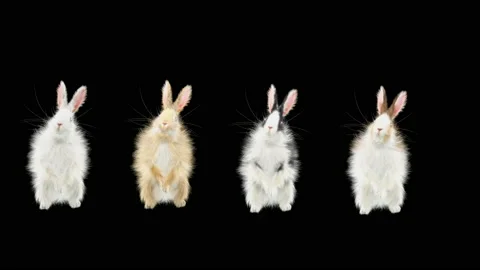 Rabbit Dancing, with Alpha matte. Stock Footage 156976447