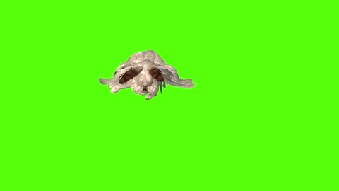 Rabbit Death Green Screen Animation 4K R... | Stock Video | Pond5