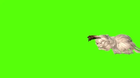 Rabbit Death Green Screen Animation 4K R... | Stock Video | Pond5
