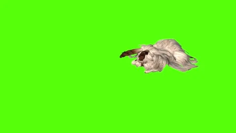 Rabbit Death Green Screen Animation 4K Rendering Video stock 295557895