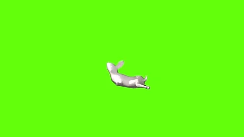 Rabbit death  green screen animation 3D rendering Stock Footage 297690502