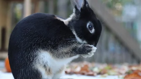Rabbit on deck in Autumn cleans face and fur closeup then faces camera and r Stock Footage 320245463