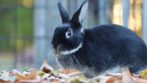 Rabbit on deck eats Autumn leaves angled left 12s Stock Footage 320245433