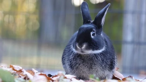 Rabbit on deck eats leaves facing camera slo mo 9s Stock Footage 320245443