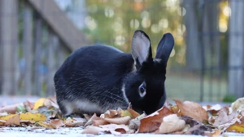 Rabbit on deck picks through leaf pile facing camera and runs off fall autum Stock Footage 320245457