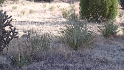 Rabbit in the Desert Stockbeeldmateriaal 132648028