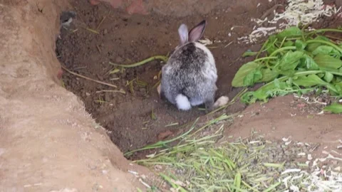 Rabbit Digging Stock Footage 147870313