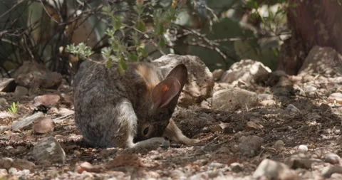 Rabbit Digging In Shade Thermoregulation... | Stock Video | Pond5