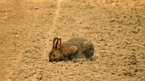 Rabbit on dirt Stock Footage 10750174