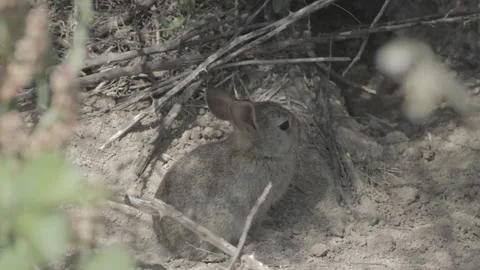 Rabbit at the door of the den 스톡 동영상 146456923