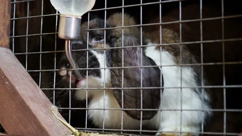 The rabbit drink water in the cage Stock Footage 221180244
