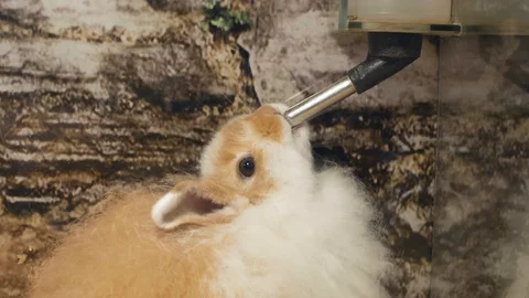 A rabbit drinking water from the bottle in the cage. Stock-Footage 116413185