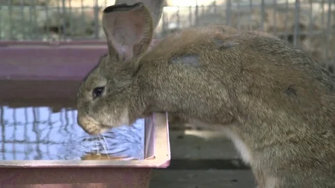 Rabbit drinking water Stock Footage 76051012