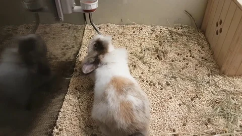 A rabbit is drinking water Stock Footage 76531065