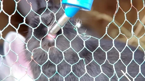 Rabbit drinks water in cage	 Stock Footage 67749312