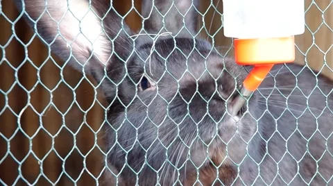 Rabbit drinks water Stock Footage 65145328