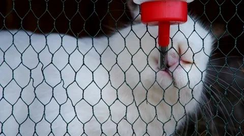 Rabbit drinks water Stock Footage 67453480