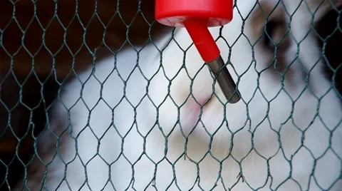 Rabbit drinks water Stock Footage 67749305