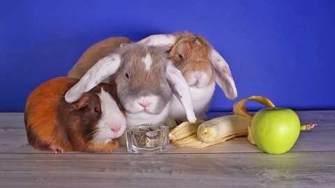 Rabbit dwarf lop bunny eating banana first time. Pet animal pets animals rabbits Stock Footage 102589548