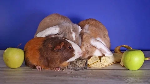 Rabbit dwarf lop bunny eating banana first time. Pet animal pets animals rabbits Stock Footage 102589567