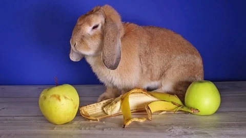 Rabbit dwarf lop bunny eating banana first time. Pet animal pets animals rabbits Stock Footage 102589602