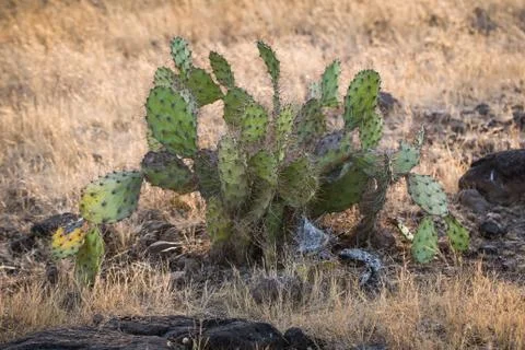 Rabbit ear cactus Stock Photos