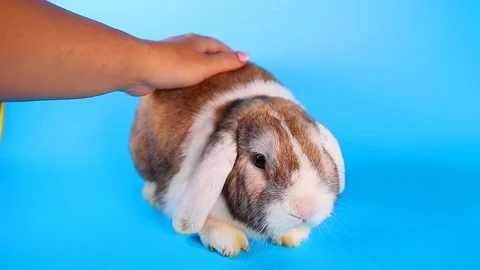 Rabbit ear massage lop mini nhd white eared bunny Stock Footage 97659542