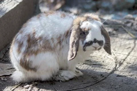 Rabbit with ears brought down Foto stock