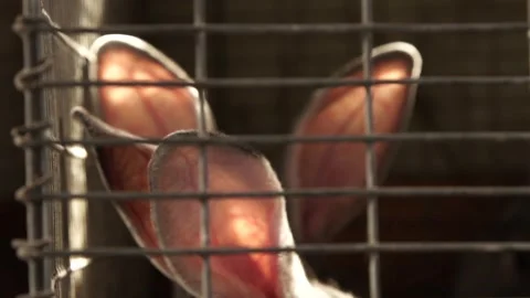 Rabbit ears in a cage Video stock 265072557