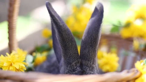 Rabbit ears Stock Footage 130264102