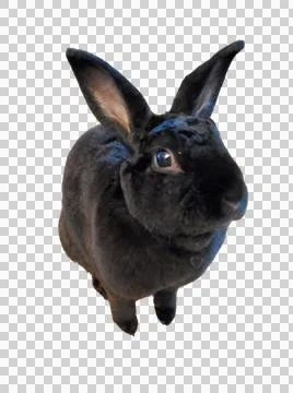 Rabbit Easter  Black Mini Rex KIds Bunny Rabbits Baby Bunnies cotton tail Foto stock