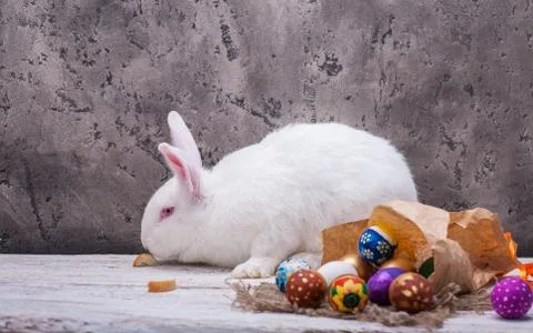 Rabbit easter celebration 스톡 사진