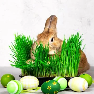 Rabbit with Easter eggs and fresh green grass on a gray background. Close up Stock Photos