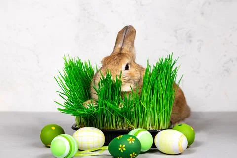 Rabbit with Easter eggs and fresh green grass on a gray background. Close up Stock Photos
