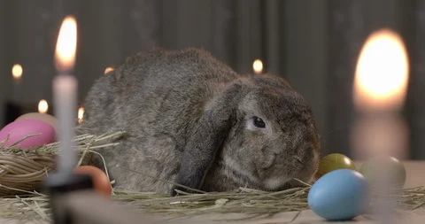 Rabbit on easter festive desk while man hand touching on rabbit with love Stock Footage 125843436
