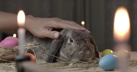 Rabbit on easter festive desk while man hand touching on rabbit with love Stock Footage 230068285