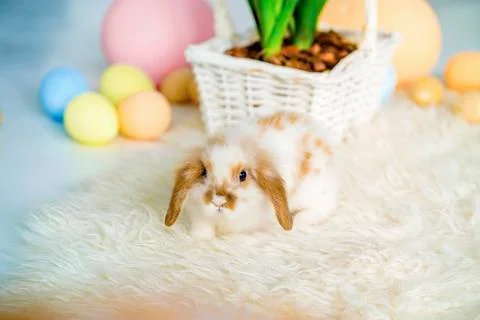 Rabbit in Easter location in the studio, Easter eggs, basket of vines Stock Photos
