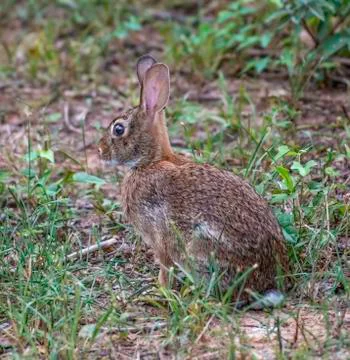 Rabbit, eastern cottontail Stock Photos